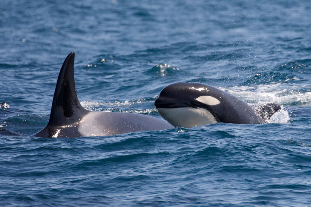 Orcas Team Up With Dolphins to Hunt Salmon