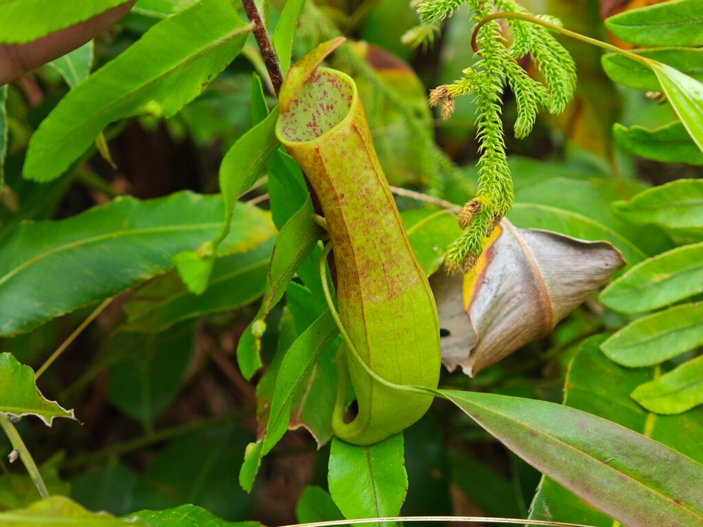 Pitcher plant’s sweet nectar hides a toxic nerve agent